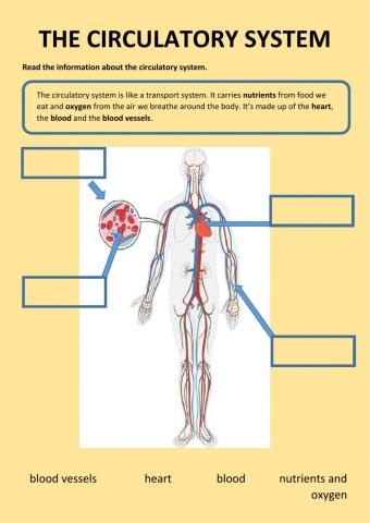 The circulatory system