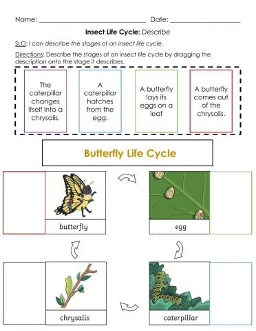 Insect Life: Describe A