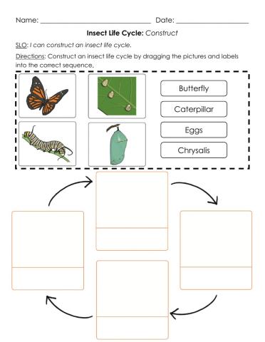 Insect Life Cycle: Construct B