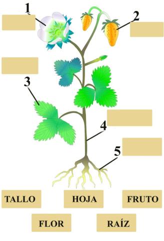 Partes de la planta