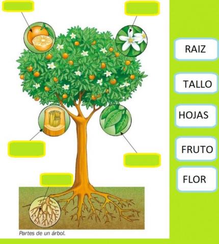 Partes de la planta