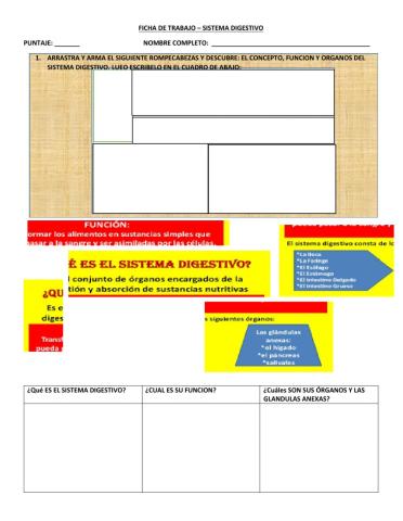 Ficha de trabajo-sistema digestivo