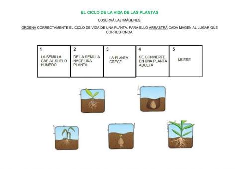 Ciclo de vida de las plantas