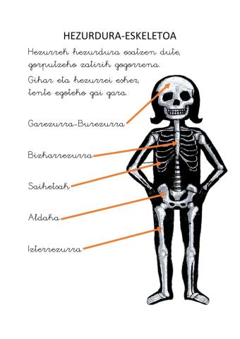 Hezurdura-Eskeletoa