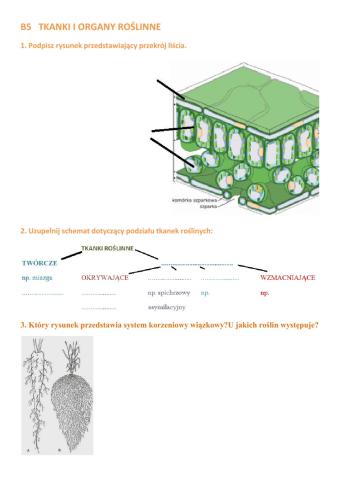 B5 Tkanki i organy roślinne