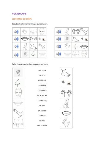 Les parties du corps