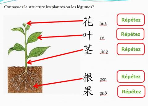 全生活 幼兒 蔬菜 唸一唸