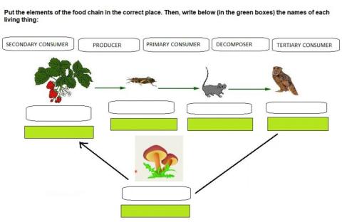 Food chains