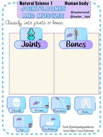 Human body:bones, muscles and joints