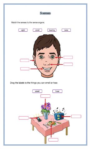 Label and write 5 senses