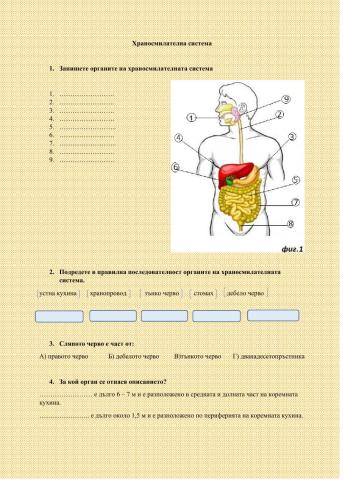 Храносмилателна система