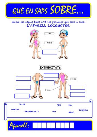 Que saps sobre... Aparell Locomotor-Parts del Cos 03