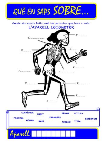 Que saps sobre... Aparell Locomotor-Ossos