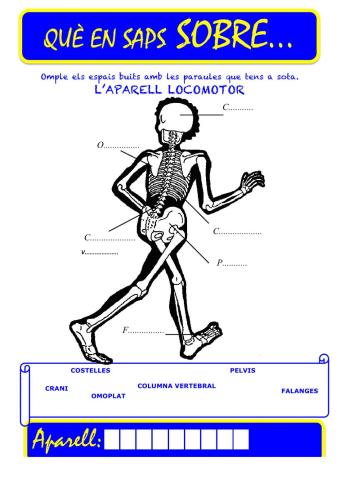 Que saps sobre... Aparell Locomotor-Ossos 02