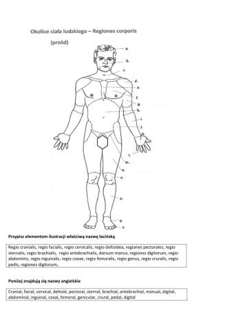 Regiones corporis (II)