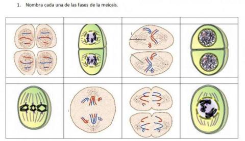 Meiosis