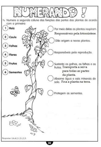 Partes da Planta