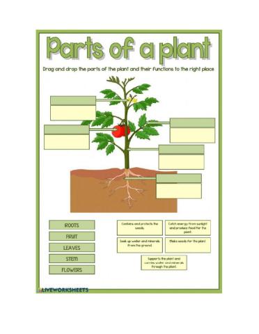 Plant parts and functions