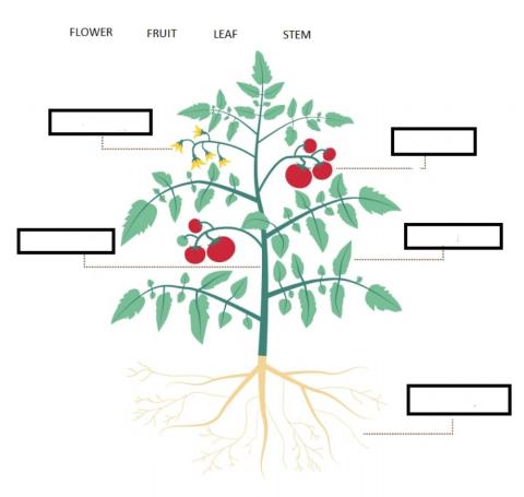 Parts of a plant