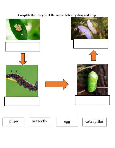 Life cycle of butterfly