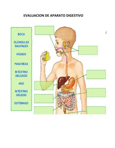 El aparato digestivo