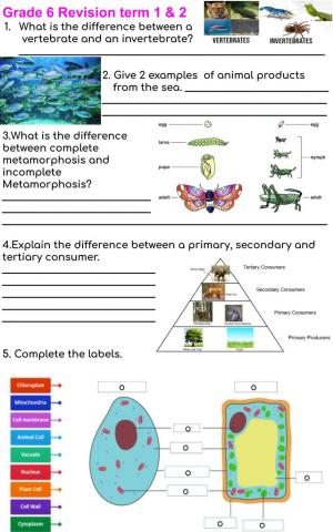 Grade 6 Revision term 1 & 2