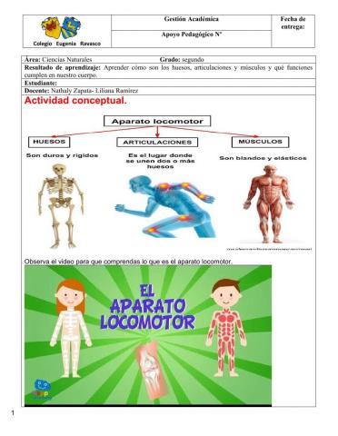 Sistema locomotor