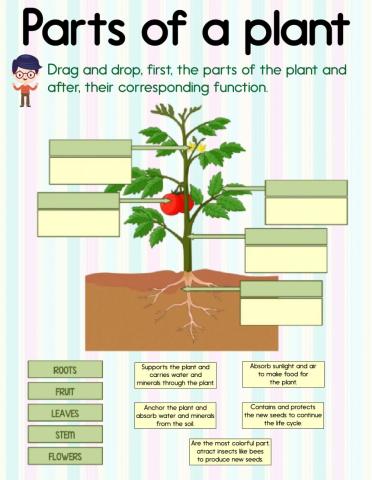 Parts of a plant