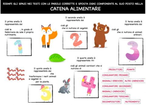 La catena alimentare