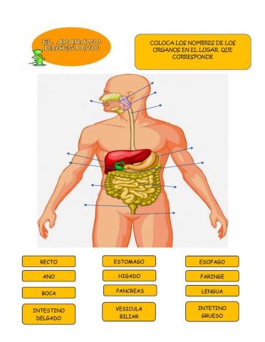 El Aparato Digestivo