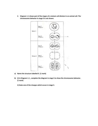 6.3 Meiosis