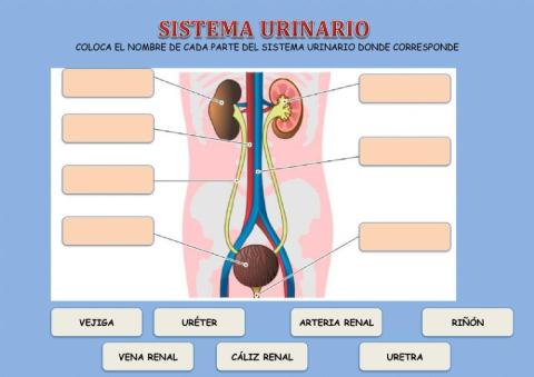 Sistema urinario