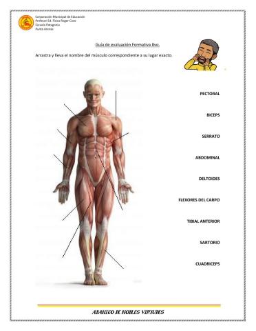 Músculos del cuerpo humano