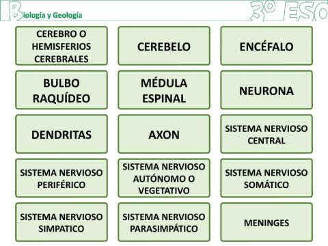 Funciones del Sistema Nervioso