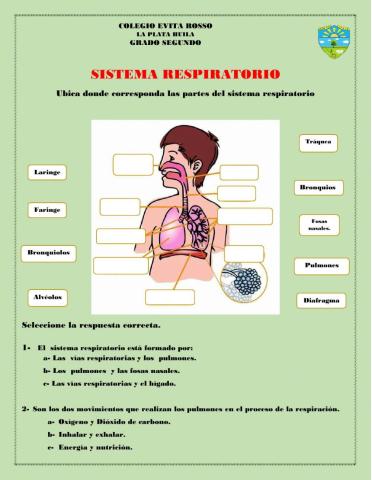 Sistema respiratorio