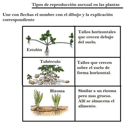 Reproducción asexual de las plantas