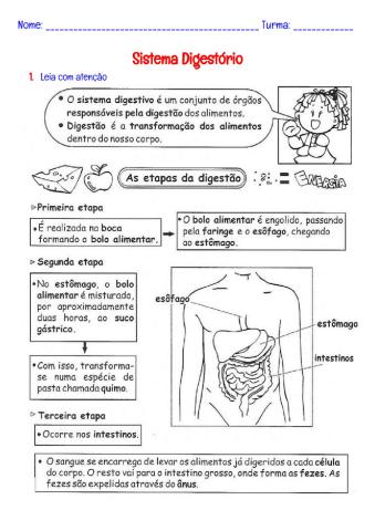 Sistema digestório