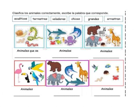 Clasificación de animales