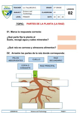 Partes de la planta ( raíz)