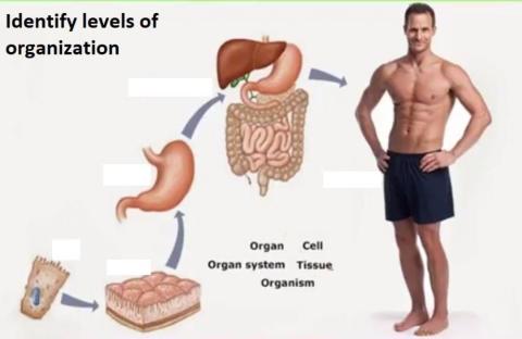 Level of organization
