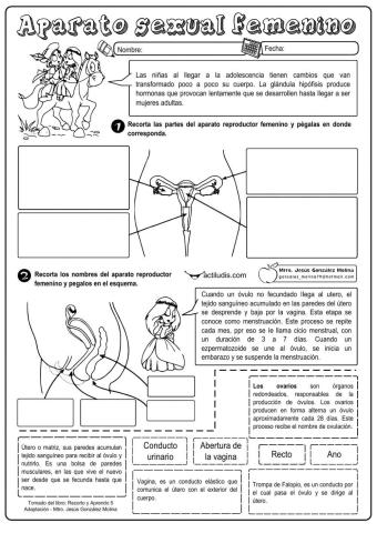 Sistemas reproductores masculino y femenino