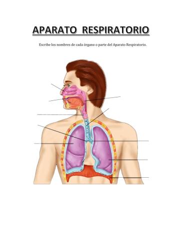 Aparato respiratorio