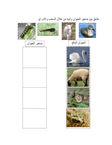 صغار الحيوانات