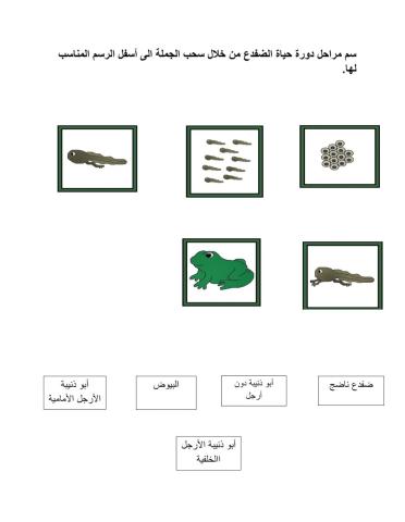 دورة حياة الضفدع