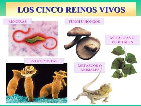 Reinos de la naturaleza