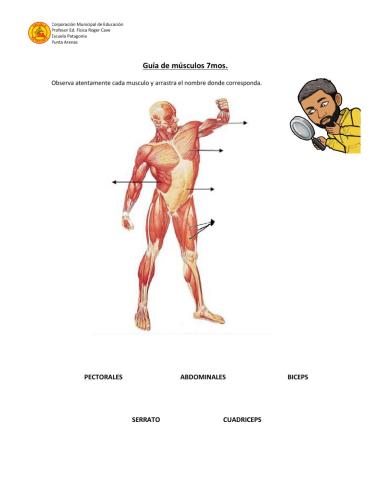 Músculos del cuerpo humano