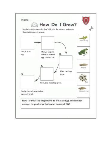 Life Cycle of a Frog