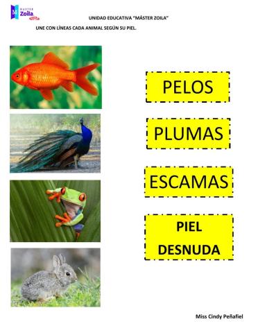 Clasificación de los animales