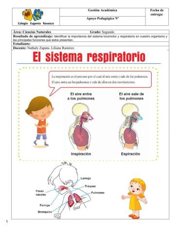 Sistema respiratorio