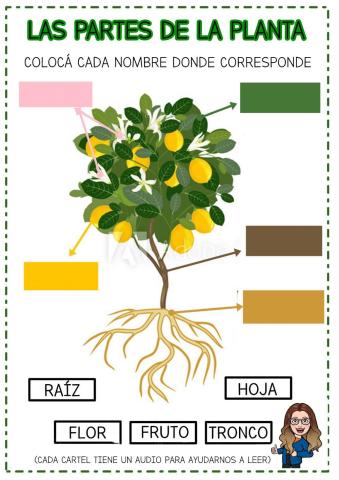 Las partes de la planta